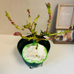 ［在庫］可愛い♡ アジサイ　5品種　5号　スリット鉢　6月頃に綺麗に咲きます♪ 正規品　ラベル付き　紫陽花 8枚目の画像