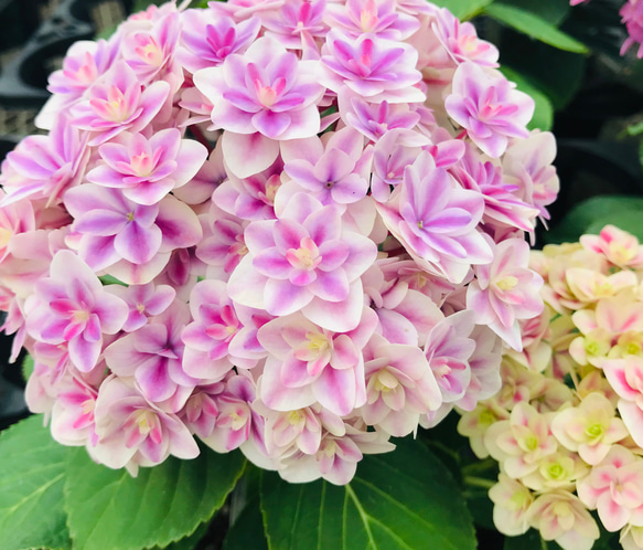 ［在庫］可愛い♡ アジサイ　5品種　5号　スリット鉢　6月頃に綺麗に咲きます♪ 正規品　ラベル付き　紫陽花 1枚目の画像