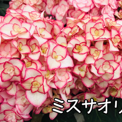 ［在庫］可愛い♡ アジサイ　5品種　5号　スリット鉢　6月頃に綺麗に咲きます♪ 正規品　ラベル付き　紫陽花 5枚目の画像