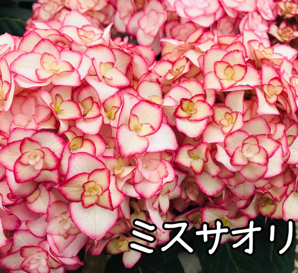 ［在庫］可愛い♡ アジサイ　5品種　5号　スリット鉢　6月頃に綺麗に咲きます♪ 正規品　ラベル付き　紫陽花 5枚目の画像