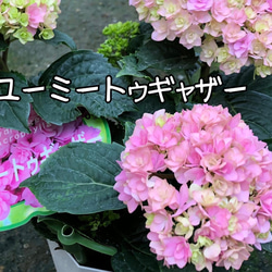 ［在庫］可愛い♡ アジサイ　5品種　5号　スリット鉢　6月頃に綺麗に咲きます♪ 正規品　ラベル付き　紫陽花 6枚目の画像
