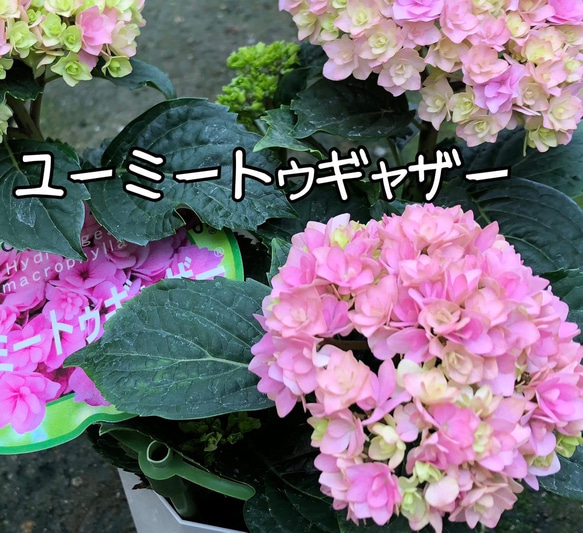 ［在庫］可愛い♡ アジサイ　5品種　5号　スリット鉢　6月頃に綺麗に咲きます♪ 正規品　ラベル付き　紫陽花 6枚目の画像