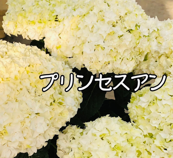 ［在庫］可愛い♡ アジサイ　5品種　5号　スリット鉢　6月頃に綺麗に咲きます♪ 正規品　ラベル付き　紫陽花 3枚目の画像