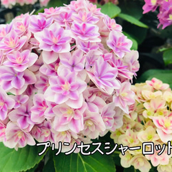 ［在庫］可愛い♡ アジサイ　5品種　5号　スリット鉢　6月頃に綺麗に咲きます♪ 正規品　ラベル付き　紫陽花 2枚目の画像