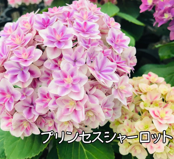 ［在庫］可愛い♡ アジサイ　5品種　5号　スリット鉢　6月頃に綺麗に咲きます♪ 正規品　ラベル付き　紫陽花 2枚目の画像