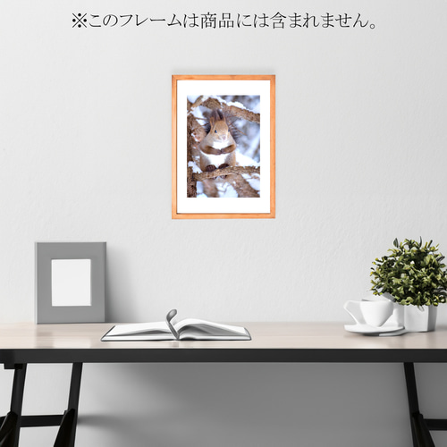 北海道の可愛い動物 A4写真プリント ガラス入り額装 ～エゾリス～ 北海道の可愛い動物 A4写真プリント ガラス入り額装 ～エゾリス～