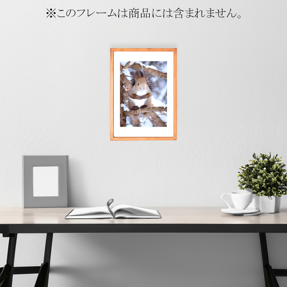 【A4可能】激カワ・あざとカワイイ雪のエゾリス。アートポスター北海道動物写真 3枚目の画像