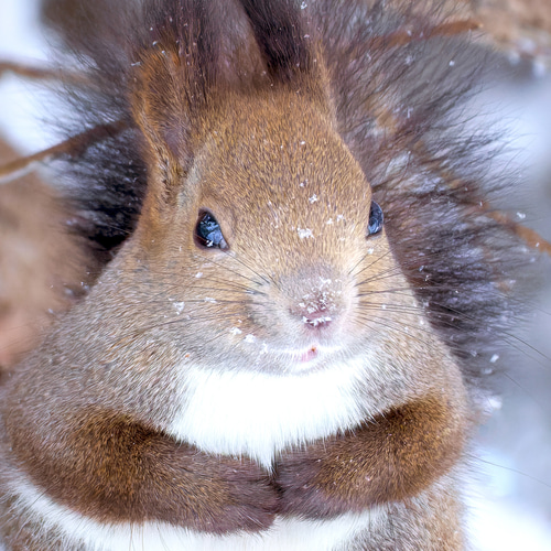 A4可能】激カワ・あざとカワイイ雪のエゾリス。北海道動物写真