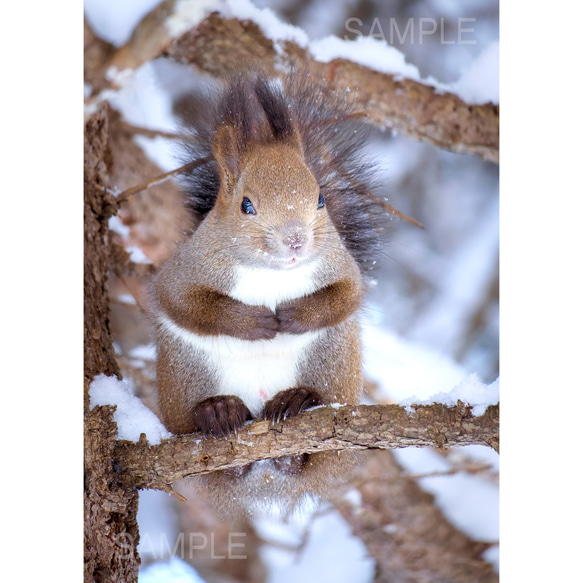 【A4可能】激カワ・あざとカワイイ雪のエゾリス。アートポスター北海道動物写真 1枚目の画像