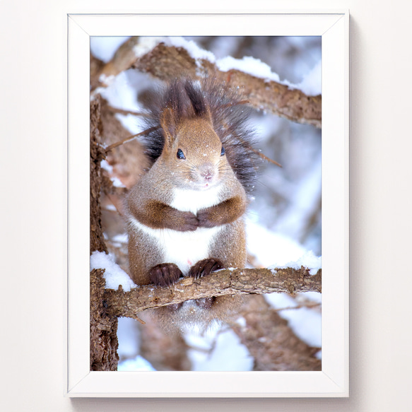 北海道の可愛い動物 A4写真プリント ガラス入り額装 ～花畑のエゾリス～ A4可能】激カワ・あざとカワイイ雪のエゾリス。北海道動物写真