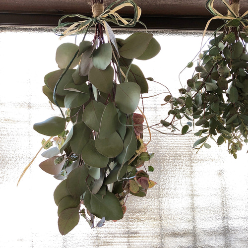 予約販売】ユーカリポポラス＆ユーカリグ二 スワッグ 2点セット ドライ