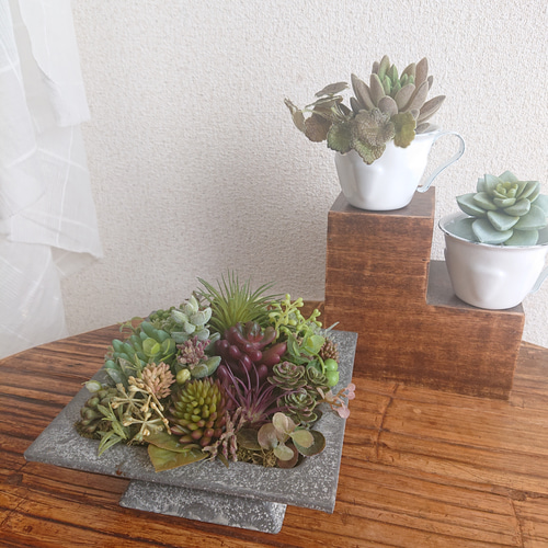 確認用 多肉 セダム 寄植え セダムの寄せ植え｜ valor-navi バローナビ