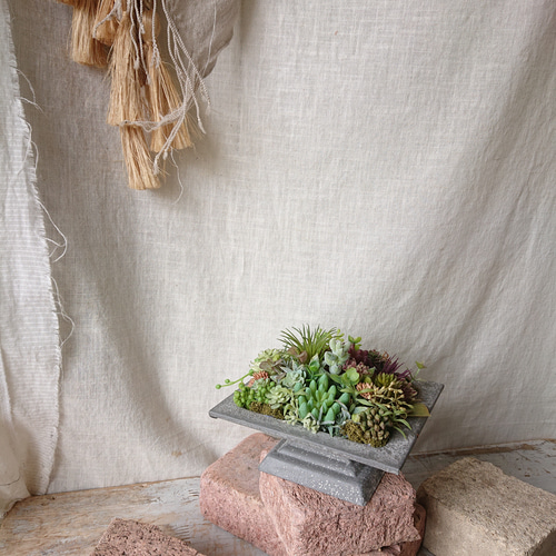 多肉植物》*セダムの寄せ植え☆ブリキスクエア* 多肉植物 yannn 通販