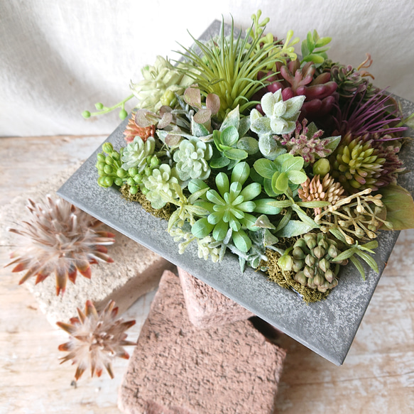 エケベリア・セダム gakky クラバツム セダム】⑳むらさき園㉑