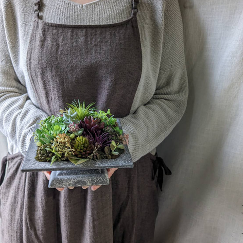 多肉植物》*セダムの寄せ植え☆ブリキスクエア* 多肉植物 yannn 通販