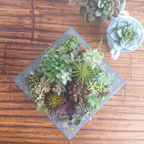 多肉植物》*セダムの寄せ植え☆ブリキスクエア* 多肉植物 yannn 通販