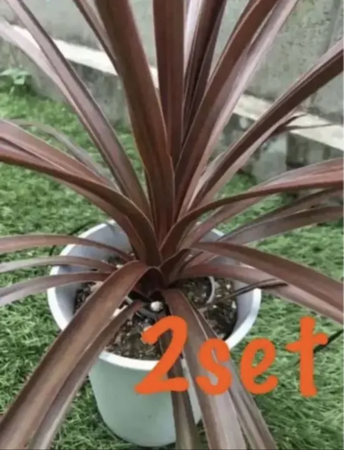 ☆葉数が特に多め☆コルジリネ レッドスター 鉢植え 地植えに］ 多肉