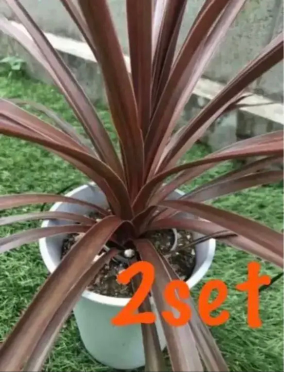 ☆葉数が特に多め☆コルジリネ レッドスター 鉢植え 地植えに