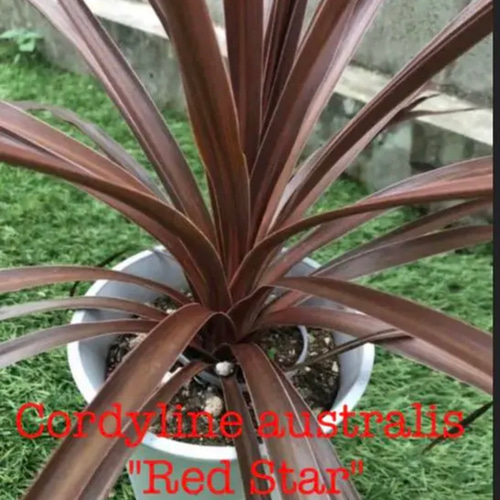 超お得❗️❗️❗️ コルジリネ レッドスター ⑩株SET❗️ コルジリネ