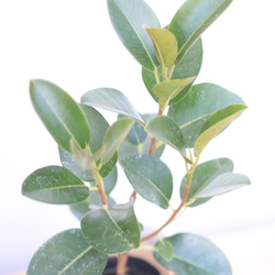 フィカスルビギノサ☆フランスゴムの木☆観葉植物☆ 5枚目の画像