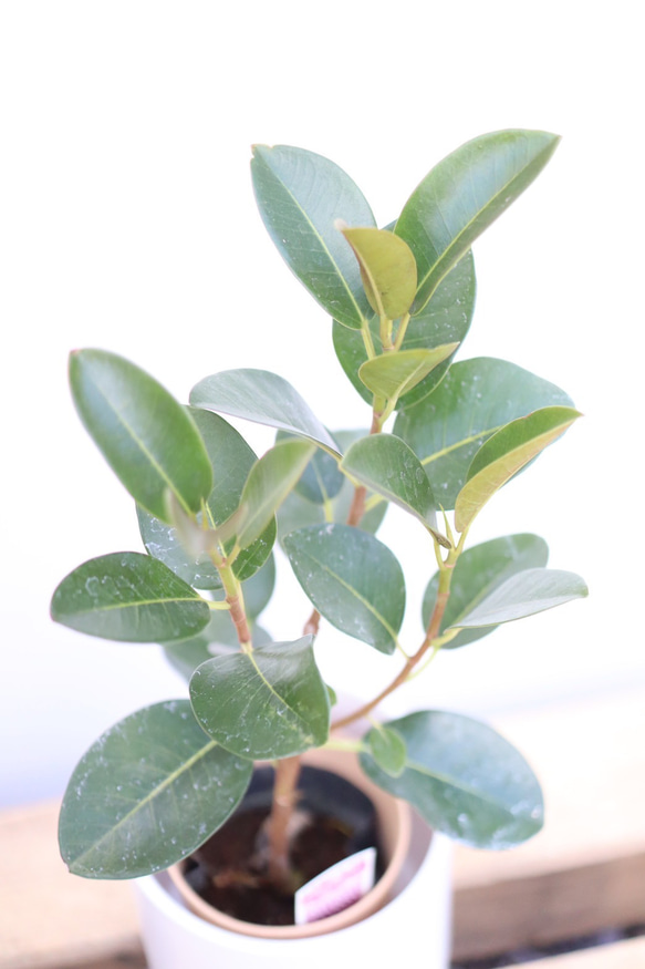 フィカスルビギノサ☆フランスゴムの木☆観葉植物☆ 5枚目の画像