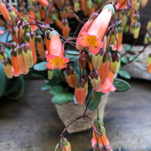 テッサ♡カランコエ♡ボリューム満点♡観葉植物♡インテリア アート