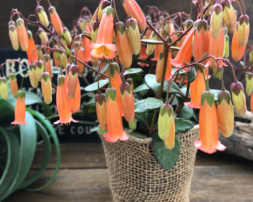 テッサ♡カランコエ♡ボリューム満点♡観葉植物♡インテリア アート