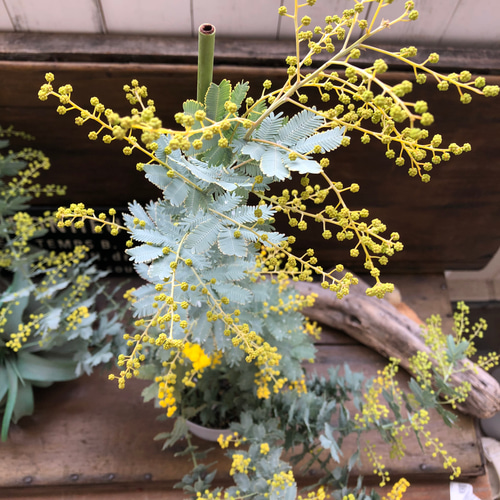 花芽付き♡今年咲きます♡ミモザの大苗♡大人気♡シンボルツリー