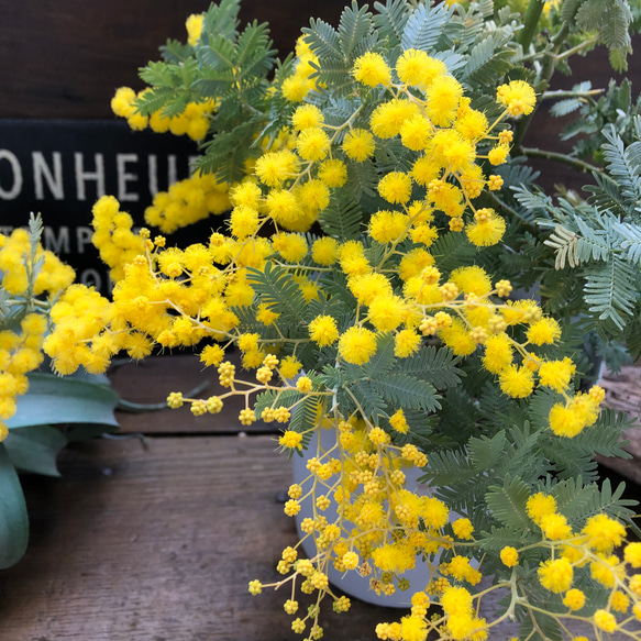 花芽付き♡今年咲きます♡ミモザの大苗♡大人気♡シンボルツリーに♡ 3枚目の画像