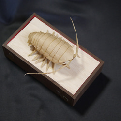 “巨型甲蟲”寶箱 第8張的照片