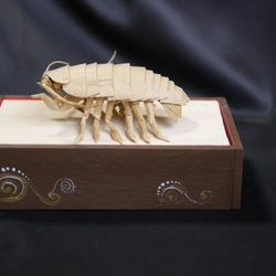 “巨型甲蟲”寶箱 第2張的照片