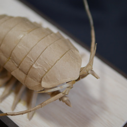 “巨型甲蟲”寶箱 第12張的照片