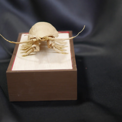 “巨型甲蟲”寶箱 第4張的照片