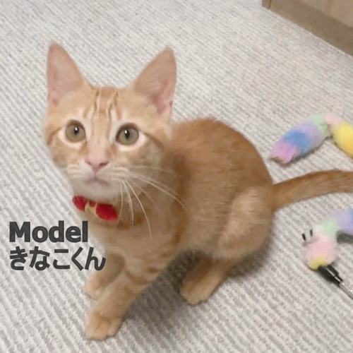 プッチ、春いちご(グリーン)わんちゃん猫ちゃん用襟付き首輪 春いちご(黒②)わんちゃん猫ちゃん用襟付き首輪