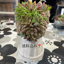 タレ寄せ植えギュ❣️ 1枚目の画像