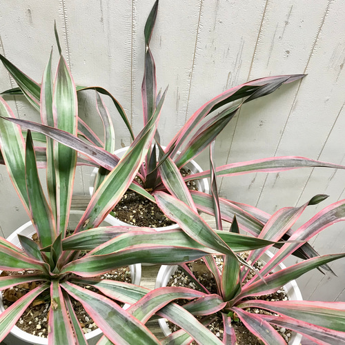 紅葉中♪ Yucca gloriosa variegata ユッカ・グロリオサ・バリエガータ