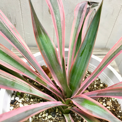 紅葉中♪ Yucca gloriosa variegata ユッカ・グロリオサ・バリエガータ