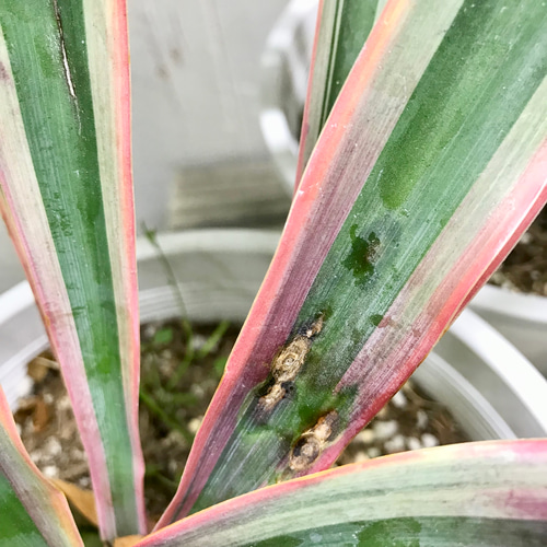紅葉中♪ Yucca gloriosa variegata ユッカ・グロリオサ・バリエガータ