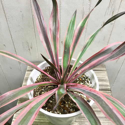 紅葉中♪ Yucca gloriosa variegata ユッカ・グロリオサ・バリエガータ