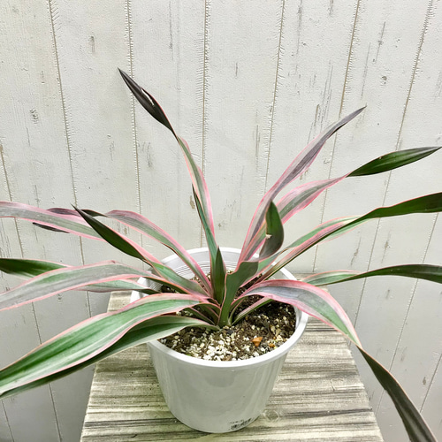 ユッカ グロリオサ レクリビフォリア 多頭 分頭 花芽 （ユッカ