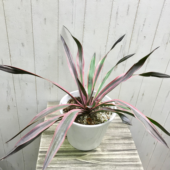 Summerセール☀️¥ 11,500→¥10,000 ➈ ユッカ グロリオサ ユッカ