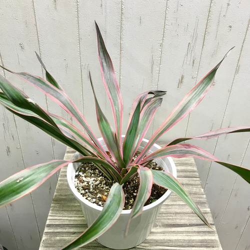 紅葉中♪ Yucca gloriosa variegata ユッカ・グロリオサ・バリエガータ