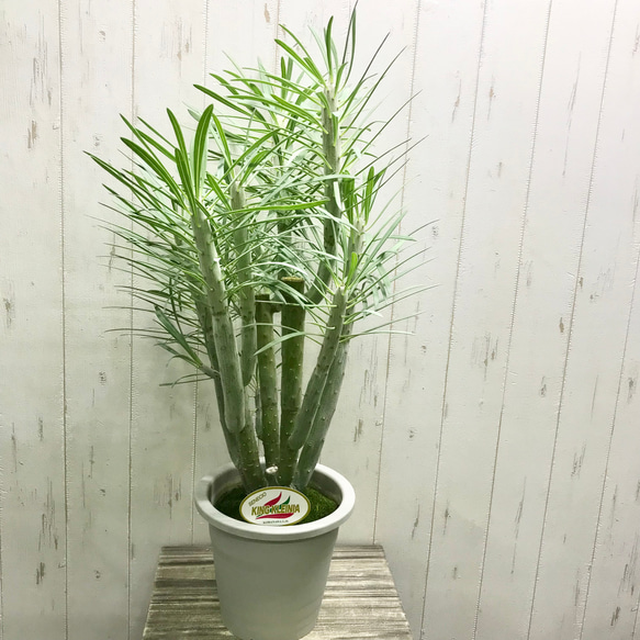 大株♡ セネシオ クレイニア モンキーツリー その他インテリア雑貨