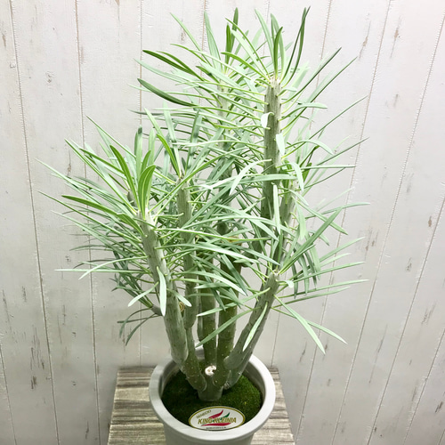 大株♡ セネシオ クレイニア モンキーツリー その他インテリア雑貨