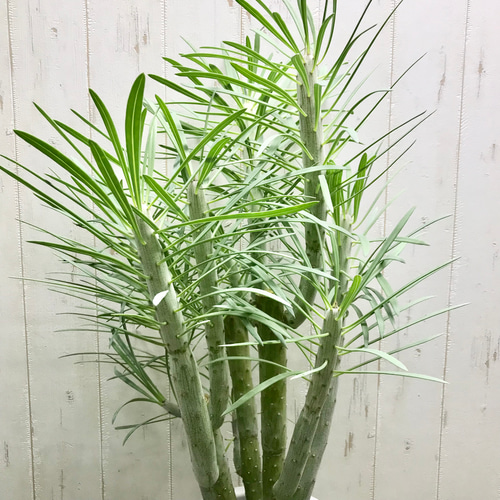 大株♡ セネシオ クレイニア モンキーツリー その他インテリア雑貨