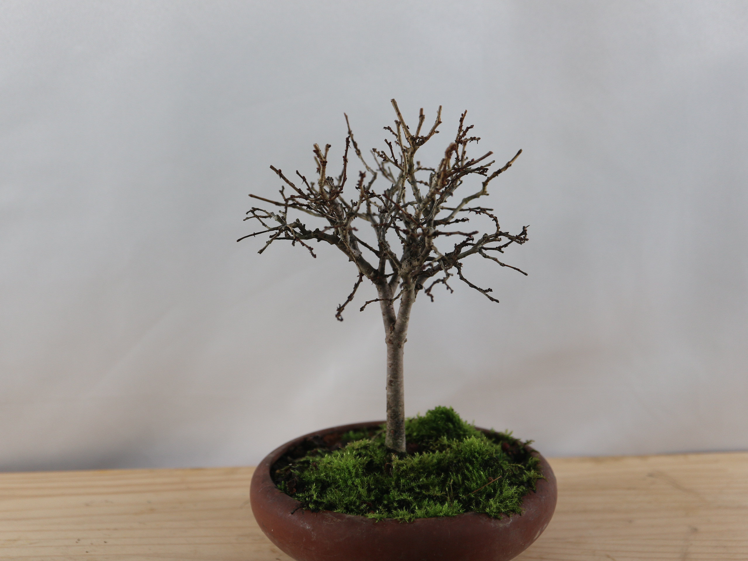 一点物】新作 柿 工芸盆栽 盆栽 置物 ハンドメイド 造花 工芸盆栽