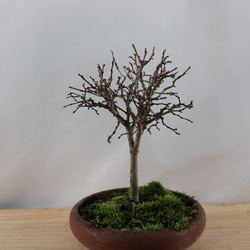 12-10 ケヤキ 小品盆栽 9本立寄せ植え 自然の姿 冬景色 盆栽 極 通販