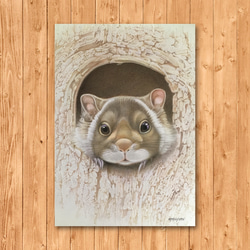 ポストカード　「ムササビ」 2枚目の画像