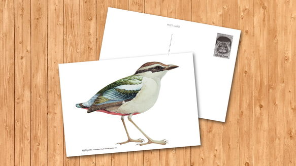 ポストカード　「ヤイロチョウ」 1枚目の画像