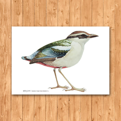 ポストカード　「ヤイロチョウ」 2枚目の画像